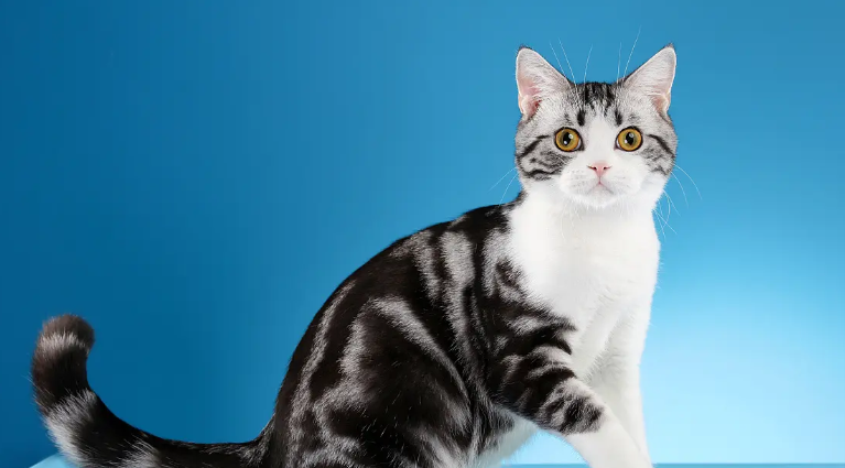 来了解一下美短眼睛颜色标准