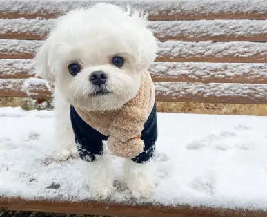 约克夏VS马尔济斯,两者有哪些区别? 约克夏VS马尔济斯,两者有哪些区别?