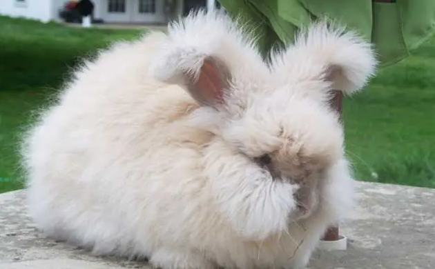 带你了解：安哥拉兔英系巨型区别是什么？