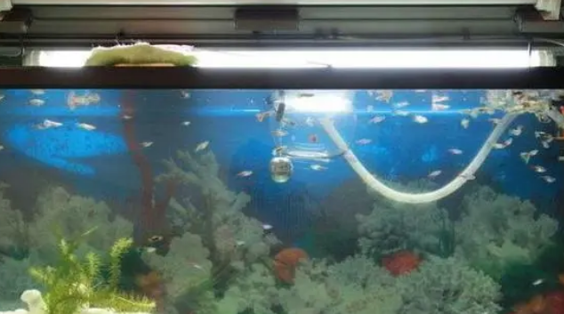 鱼缸水质怎么判断好坏？鱼缸水质变差怎么处理？
