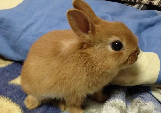 荷兰侏儒兔经常拉稀，一定要做好这两点！