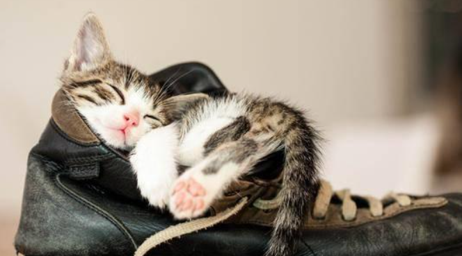 猫窝，才是铲屎官养猫路上的智商税