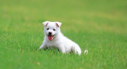 宠主科普：小狗摔了一下腿一瘸一拐怎么办？