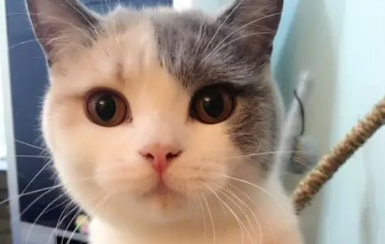 母猫和公猫区别有哪些？主要是这几点