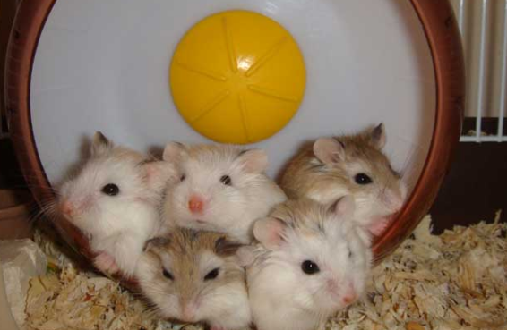 仓鼠晒太阳会死吗？结果很“意外”