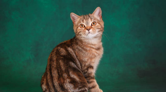 猫咪为什么单眼眨？这篇文章有答案！