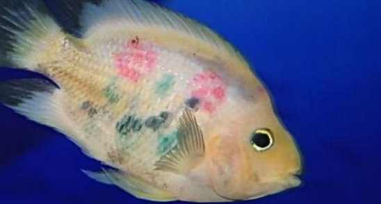 调节鱼缸水质，新手存在这些误区，养鱼高手帮你纠正