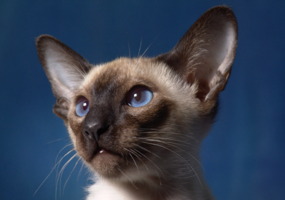 暹罗猫的叫声是什么样的?沙哑吗? 暹罗猫的叫声是什么样的?沙哑吗?