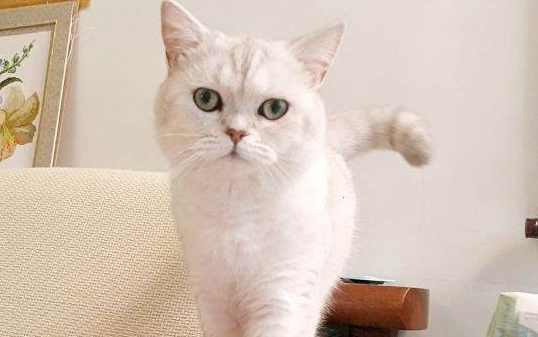 猫咪知识大考验，来猜猜猫的脚有几个指头？