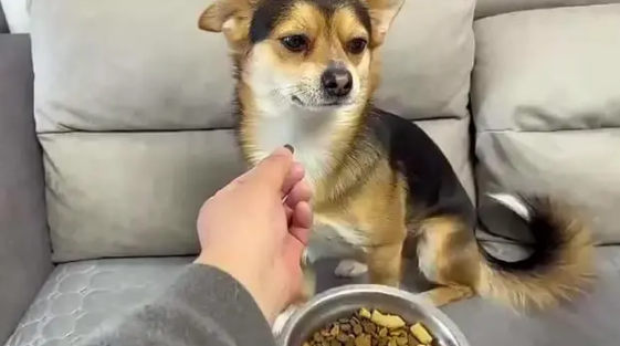 养狗知识：扒一扒狗要吃狗粮的原因