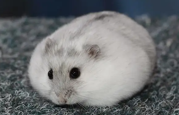 夏天仓鼠用什么垫料比较好？想养的饲主可以了解一下！