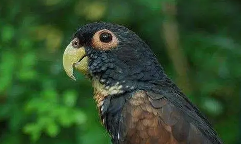 青铜翅鹦鹉价格多少?不妨来看看吧 青铜翅鹦鹉价格多少?不妨来看看吧