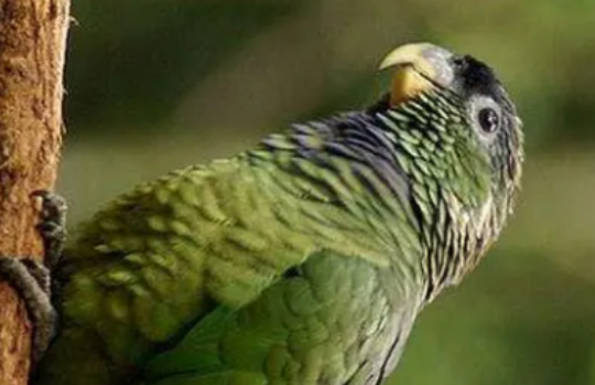 鳞头鹦哥公母哪个体型大，快来看看吧