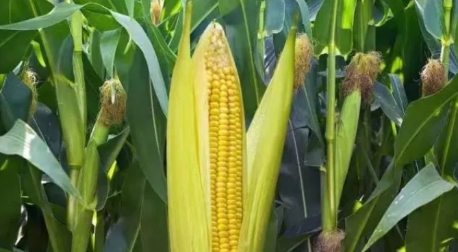 养鸟必知！各种鸟粮的特点以及观赏鸟的喜好