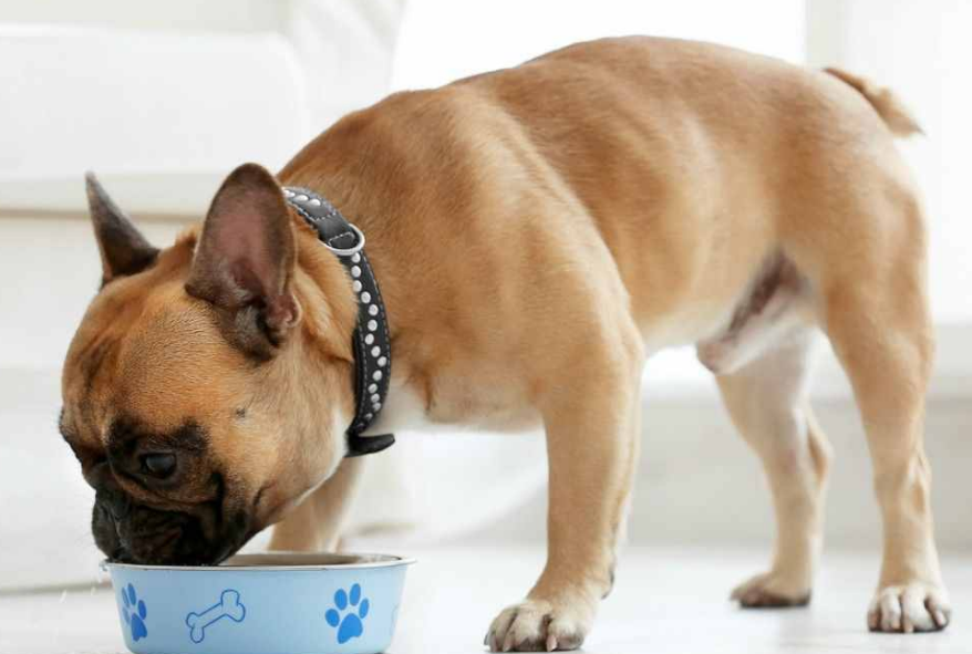 狗狗吃撑了怎么办？不知道的看这里！