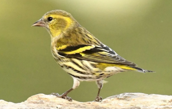 金翅雀和黄雀哪个更好，不懂的快看过来吧