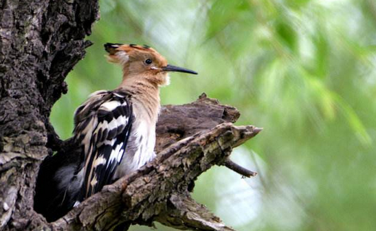鸡冠鸟怎么分辨公母，快来看！