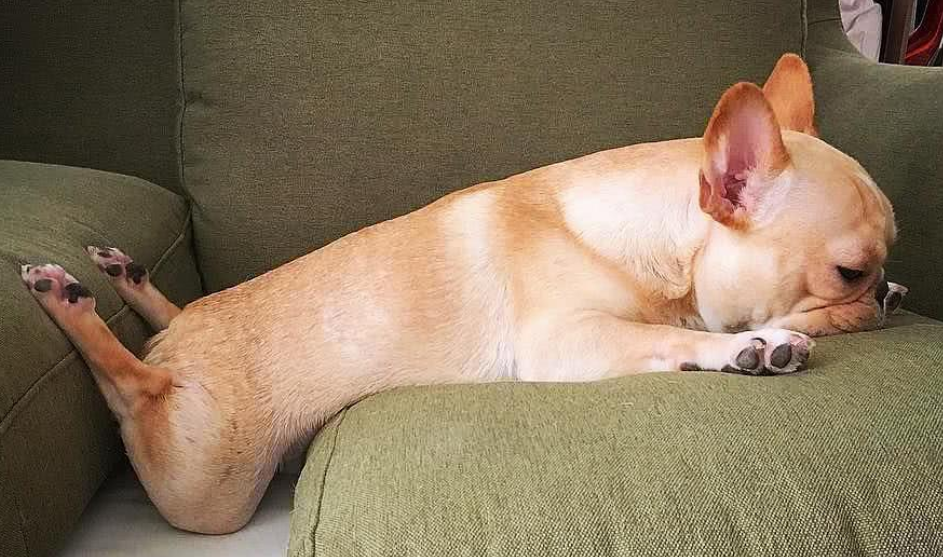 狗狗睡姿看性格，真的一点都没错！