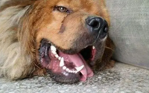 狗狗嘴流透明的长粘液是什么?感兴趣就看看 狗狗嘴流透明的长粘液是什么?感兴趣就看看