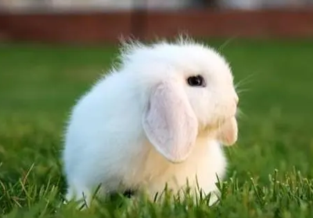 英国垂耳兔能长多重呢，来这看一下吧！