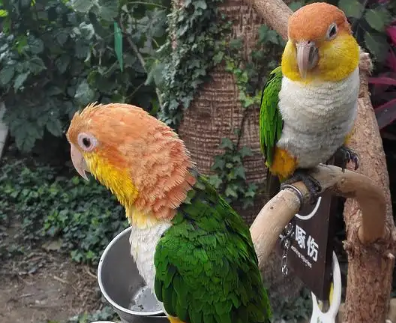 话说，白腹凯克鹦鹉价格多少？