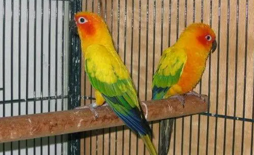 怎么给珍达锥尾鹦鹉雏鸟喂养？