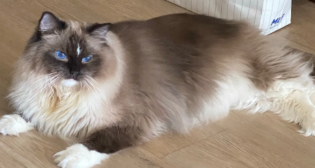 布偶猫重点色1000值吗？铲屎官有必要知道！