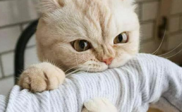 为什么猫咪咬人越打他越咬?可能是这三种原因 为什么猫咪咬人越打他越咬?可能是这三种原因