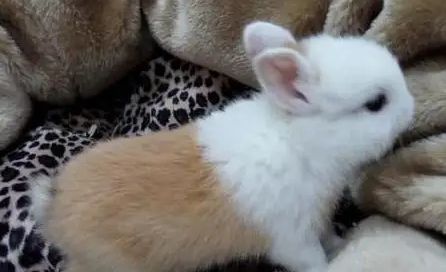 迷你雷克斯兔生病怎么治?饲主一定要看看! 迷你雷克斯兔生病怎么治?饲主一定要看看!