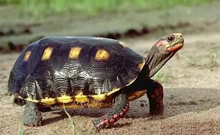 今日科普：红腿陆龟可以吃肉吗？