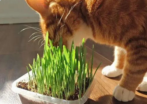 猫草如何来种植？告诉你3个小步骤，种出青翠旺盛的猫草