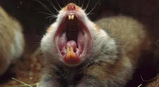 仓鼠牙齿太长了怎么办?主人来get一下 仓鼠牙齿太长了怎么办?主人来get一下