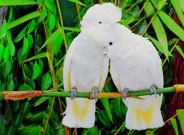 杜可波氏凤头鹦鹉好养吗？不清楚的来了解一下