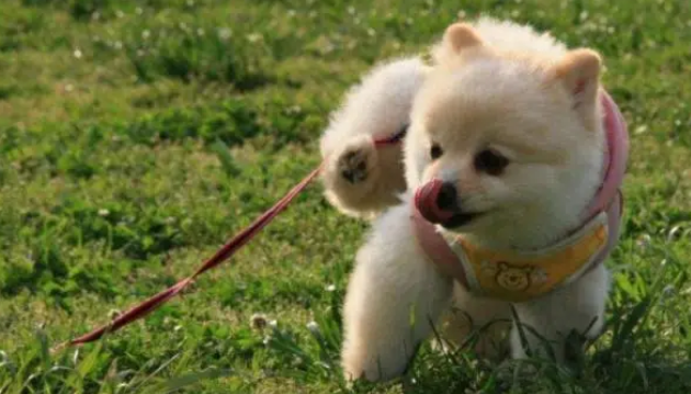 小狗吃益生菌有什么用?什么时候吃宠物益生菌最好? 小狗吃益生菌有什么用?什么时候吃宠物益生菌最好?