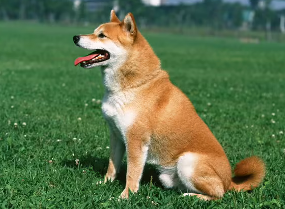 一文帮你搞定狗狗泪痕问题，再也不担心汪星人哭鼻子的问题了