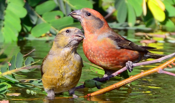 你说，交嘴雀是保护动物吗？