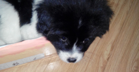 边牧串土狗有哪些特点？戳进来速看！