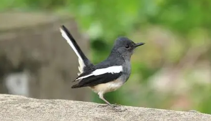 今日科普:黑白四喜鸟怎么繁殖? 今日科普:黑白四喜鸟怎么繁殖?