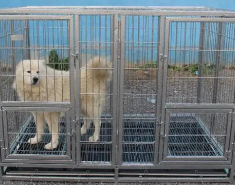 狗窝都没挑对，你让狗狗怎么不爱上你的床