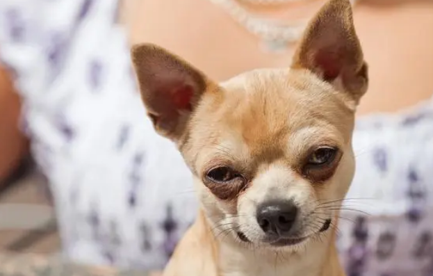 宠物益生菌是个好东西,可如果使用方法错了,钱就白花了 宠物益生菌是个好东西,可如果使用方法错了,钱就白花了