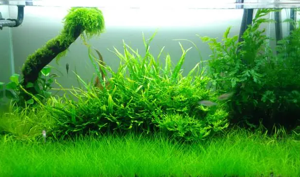 怎样对水族箱中的有茎水草进行修剪？