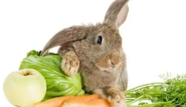 什么可以长期代替兔粮？适合兔子吃的食物有哪些？