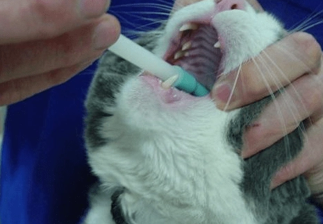 猫咪体内驱虫的时间、方法以及注意事项