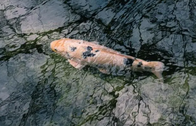 养鱼到底需不需要增氧泵？它真的有效吗？