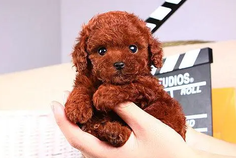 铲屎官们快来了解，巨型泰迪怎么配出来的？