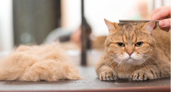 宠物剪毛散热是否正确，一起来瞧瞧