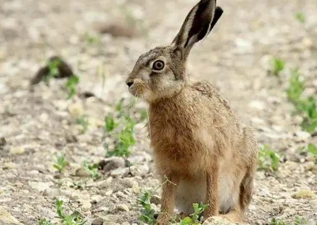 每日一问：华南兔吃什么？