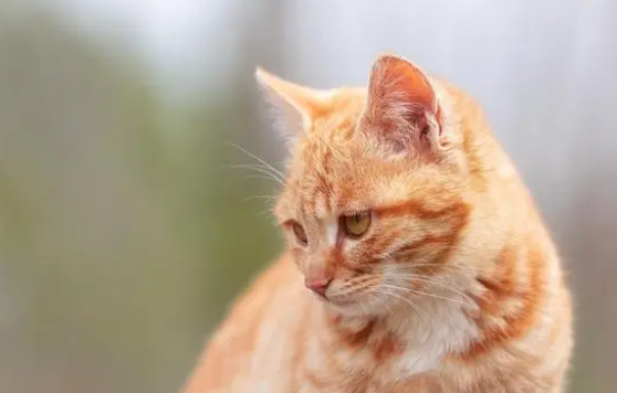 猫草的作用是什么?是猫咪天然的化毛膏! 猫草的作用是什么?是猫咪天然的化毛膏!