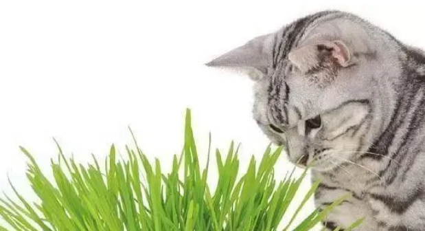 猫草攻略：如何选择与种植