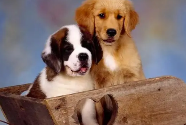 挑选狗狗沐浴露的常见误区，来看看吧